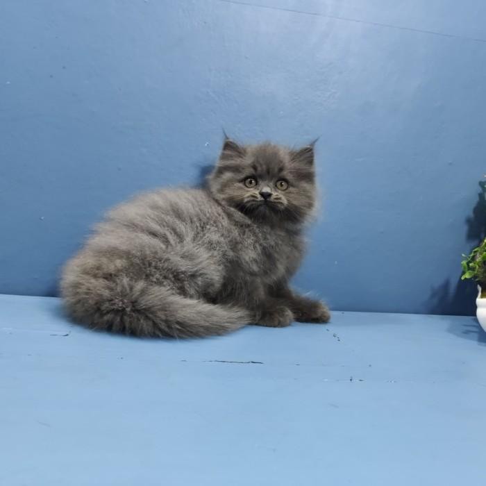 kucing kitten persia anggora himalaya