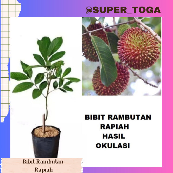 Bibit Tanaman Rambutan Rapiah Super Unggul,Bibit Pohon Buah Rambutan Rapiah Okulasi Cepat Berbuah bi