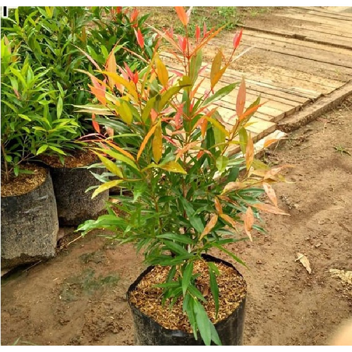 Tanaman hias pucuk merah - pucuk merah bibit/remaja