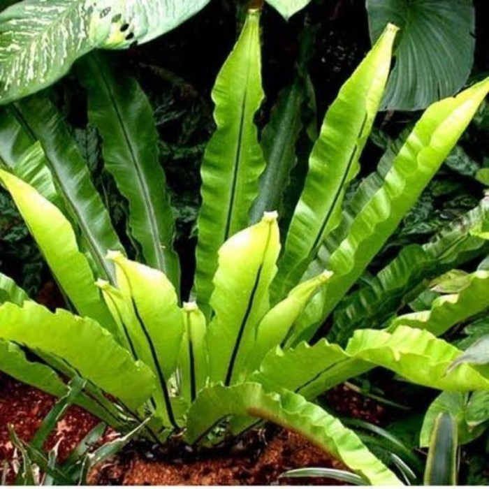 

TANAMAN HIAS KADAKA TERMURAH . .