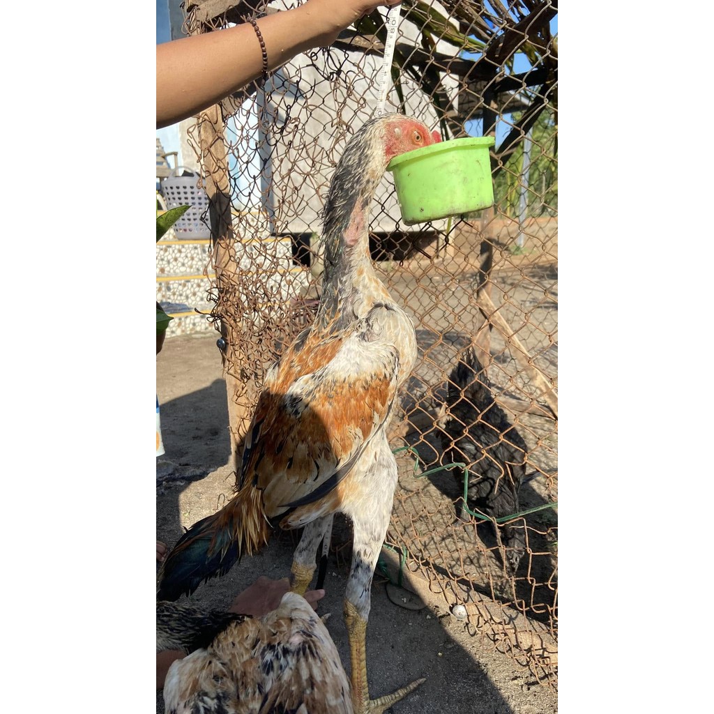 

Telur ayam bangkok shamo eropa / ayam petarung aduan untuk ditetaskan