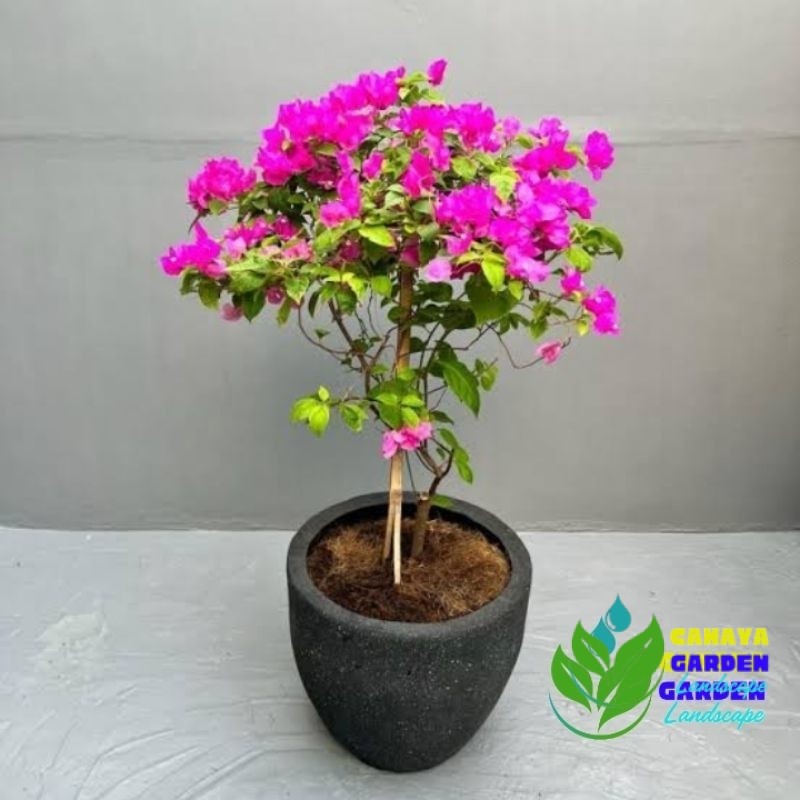 Tanaman Bougenville Bunga Ungu - Tanaman Bougenville Bunga ungu Bibit Bougenville