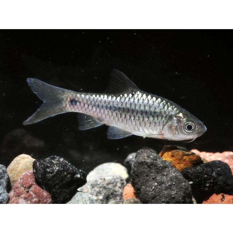 cantik wader hiasan aquarium