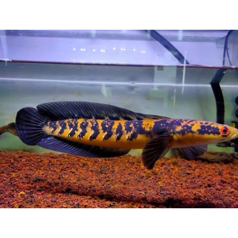 TERLARI PRODUK BES SELLER GREAD (GARANSI) new MARU YS/YELLOW SENTARUM (3-12CM) BAHAN PREMIUM.