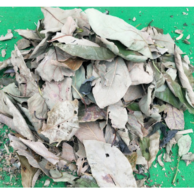 

Daun ALfukat Kering / Daun ALpuket Kering / Daun AL fuket kering alami