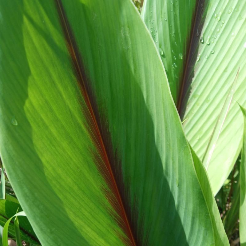 

herbal daun kunyit putih segar fresh 1kg langsung petik