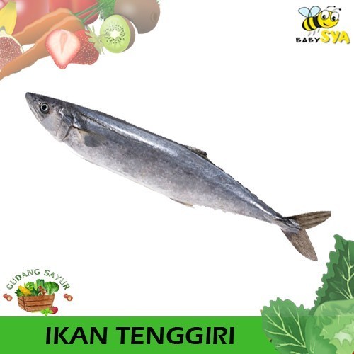 

Ikan Tenggiri per Ekor Segar Bekasi Jakarta Timur Utara Selatan Pusat
