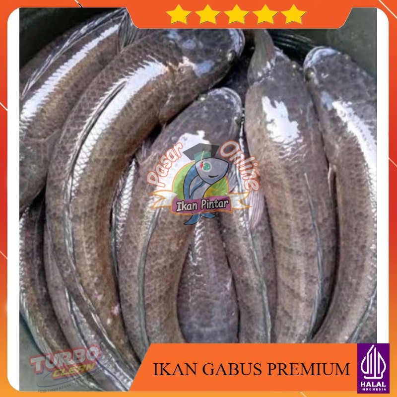 

IKAN GABUS KUTUK FRESH FROZEN DIBERSIHKAN FAST DELIVERY