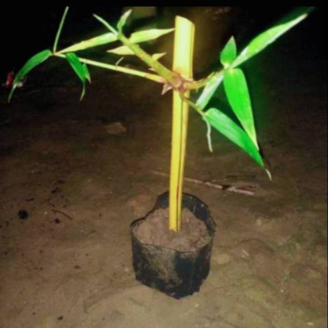 Tanaman bambu kuning asli bukan plastik 10 pcs