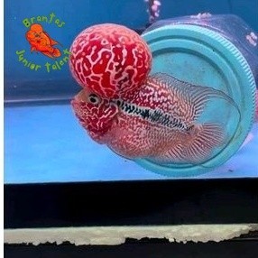 Kebutuhan akuarium Burayak Ikan louhan Kamfa F3 Maput