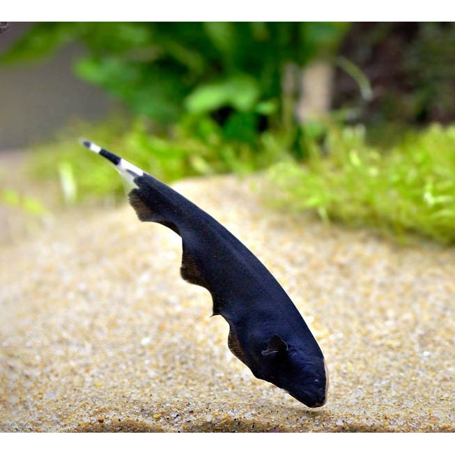 Black Ghost / Ikan Hias Air Tawar / Ikan Hias Aquascape