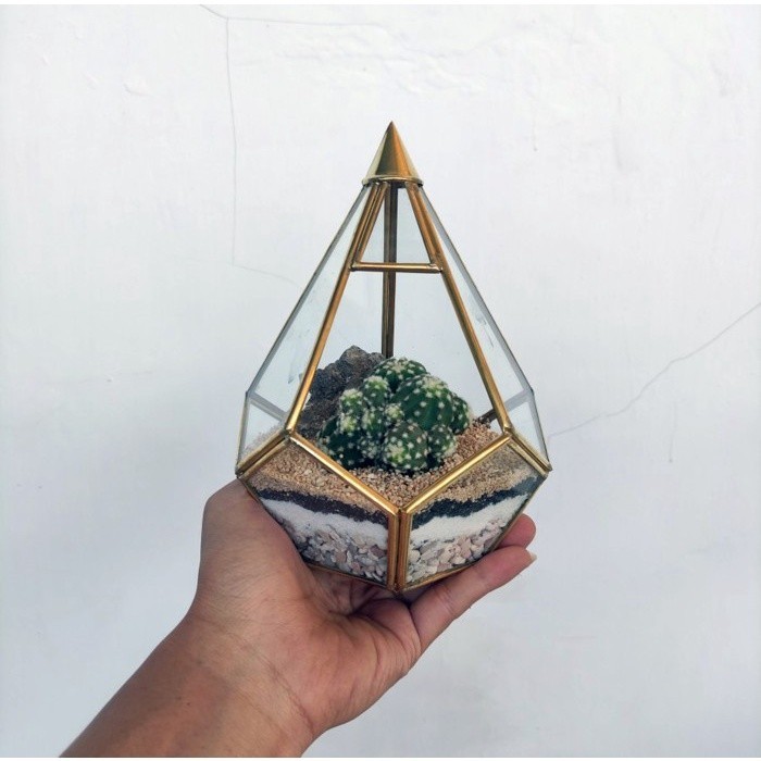 

DIY Kits - Piramidies Terrarium Kaktus Sukulen Cactus Succulent Gift