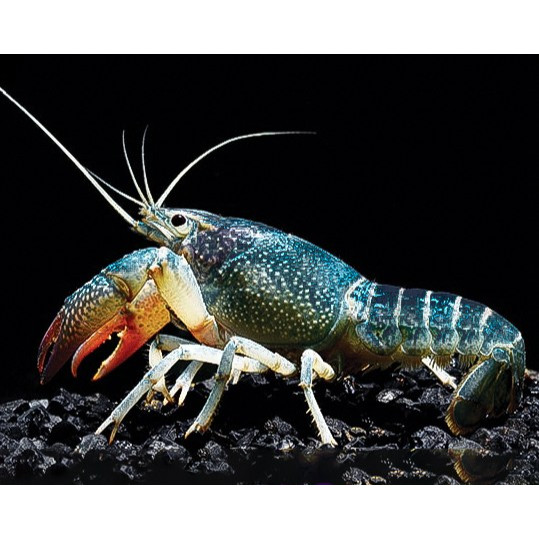 Lobster Air Tawar / Lobster Aquascape