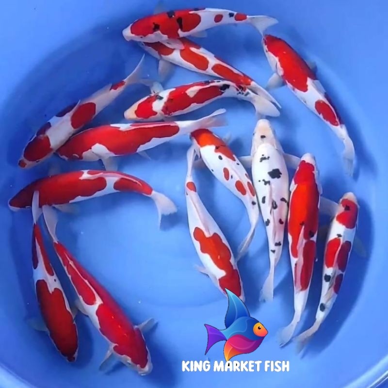 Perlengkapan kolam Ikan Koi Lokal Blitar Kualitas Super 18-20cm bergaransi