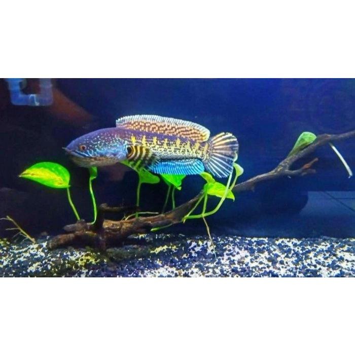 Channa Auranti grade A Kualitas Premium CHANNA AURANTI