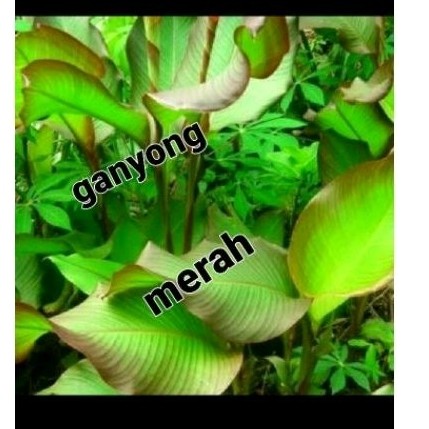 Bibit ganyong merah 10 pcs' tanaman ganyong