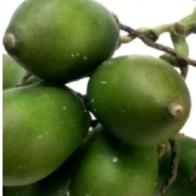

CoD promo buah pinsng muda 20 pcs buah sakti