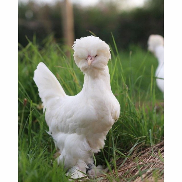 

Telur ayam hias sultan fertil siap ditetaskan Langsung