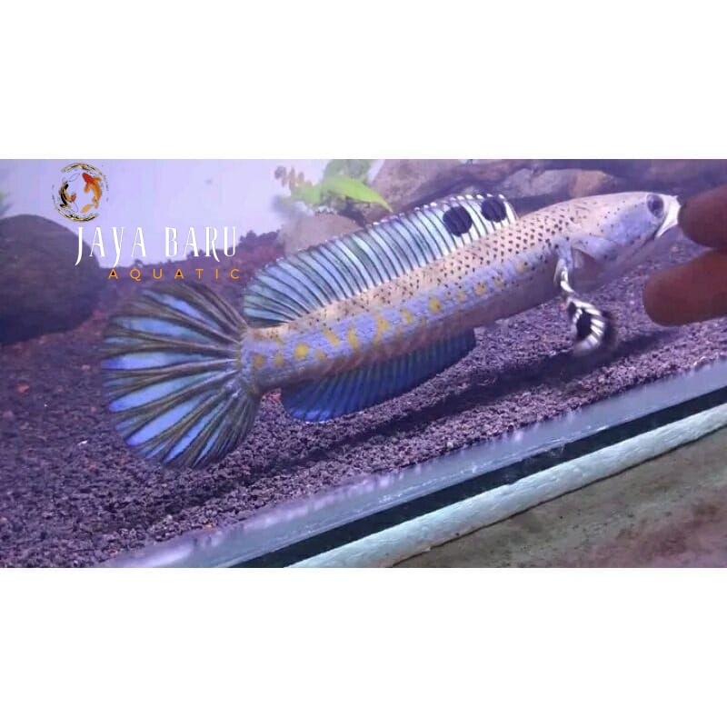 Pemanis aquarium blue pulcra SINGLE TANK full dott yellow spot12-16cm KUALITAS KONTES singel tank ma