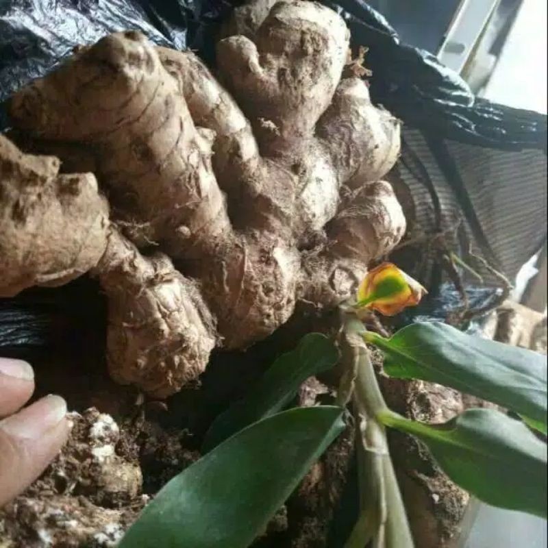 

Promo Lempuyang puyang segar 250gr Termural terlaris