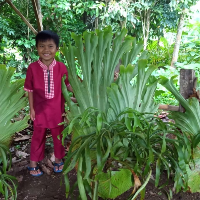 

Kadaka Tanduk Rusa Ukuran Super Jumbo/ Platicerium Coronarium Hiasan