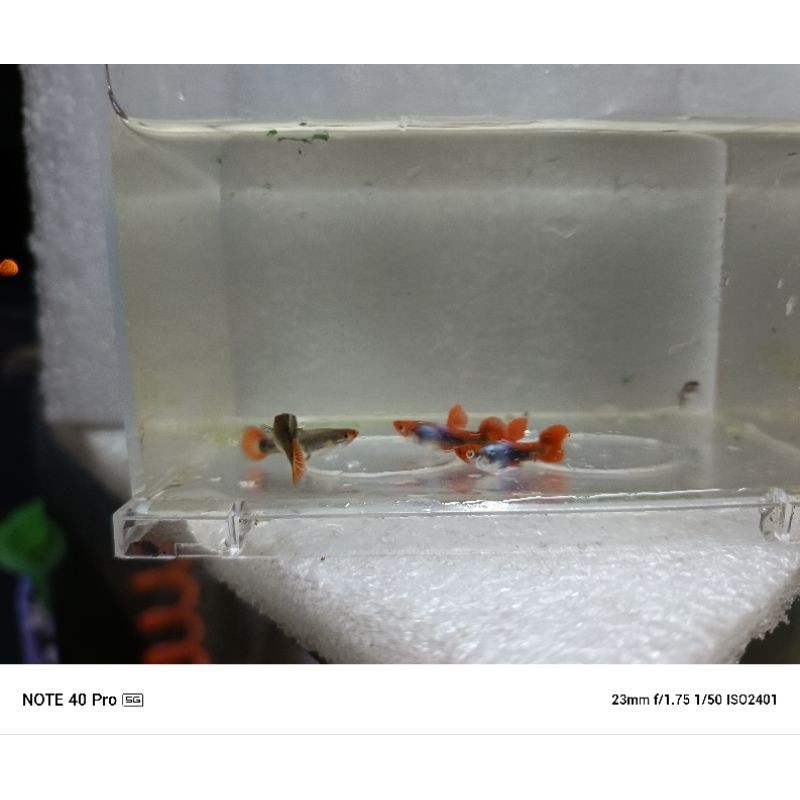 sepasang+guppy+redcup+siap pair(+bonus)