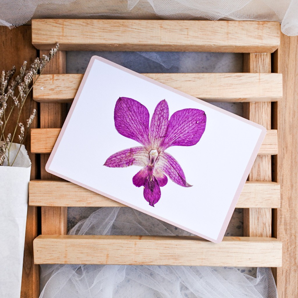 

postcard by herbaria