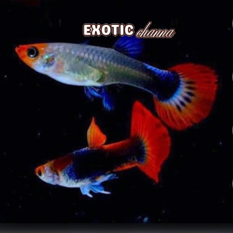 hiasan akuarium SEPASANG IKAN HIAS GUPPY TUXEDO KOI  PRTDE PLATINUM RED TAIL DUMBO EAR SIAP KAWIN / 