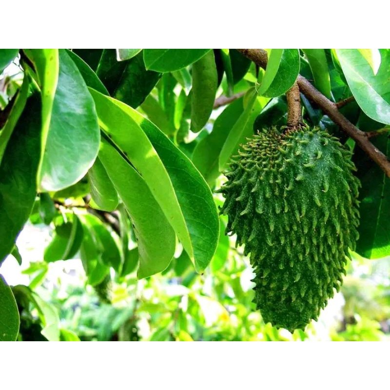 

Herbal - daun sirsak 50lembar basah
