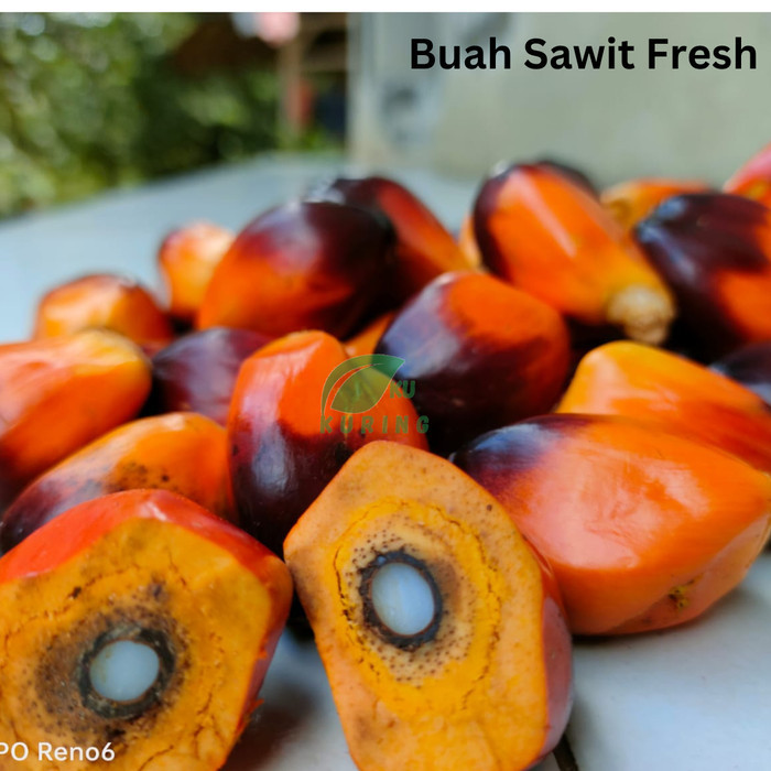 

Unistore Buah Kelapa Sawit Segar 1kg Order Petik Kirim
