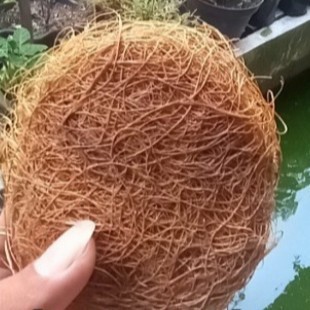 sabut kelapa spon cuci piring