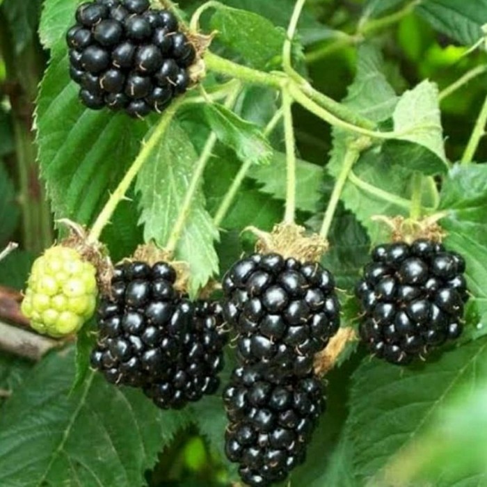 bibit tanaman buah blackberry pohon blackberry