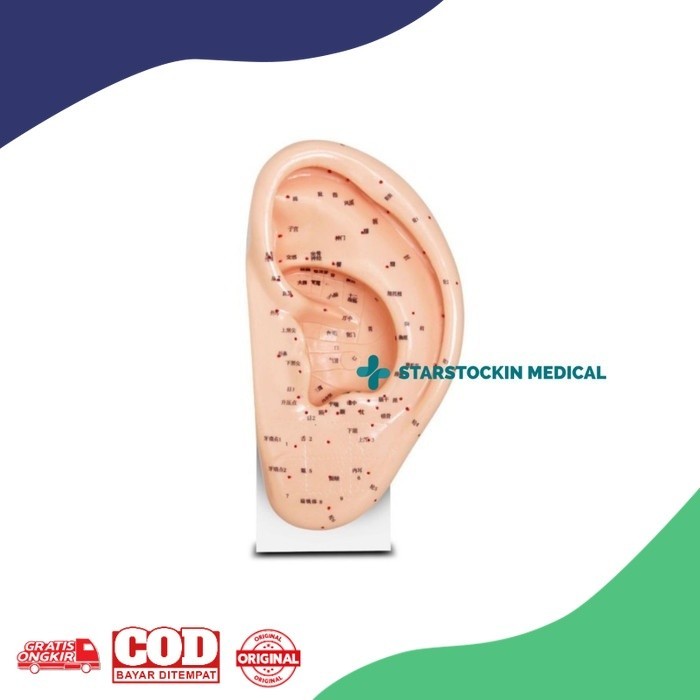 Manekin Patung Akupuntur Telinga Onemed