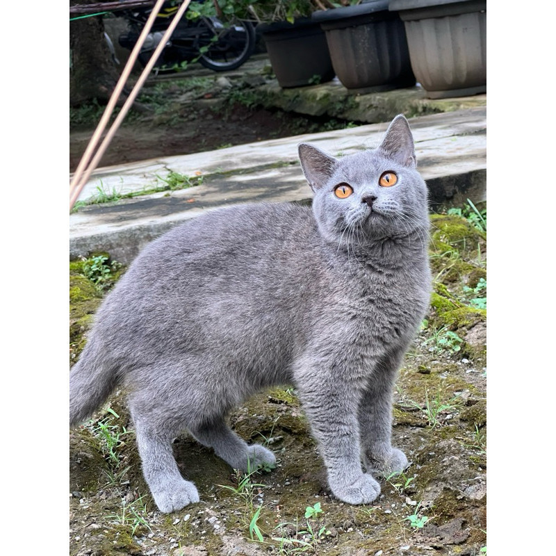 Kucing british shorthair jantan