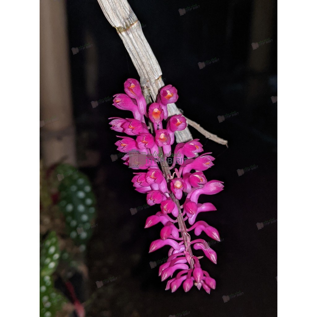 anggrek spesies dendrobium scundum