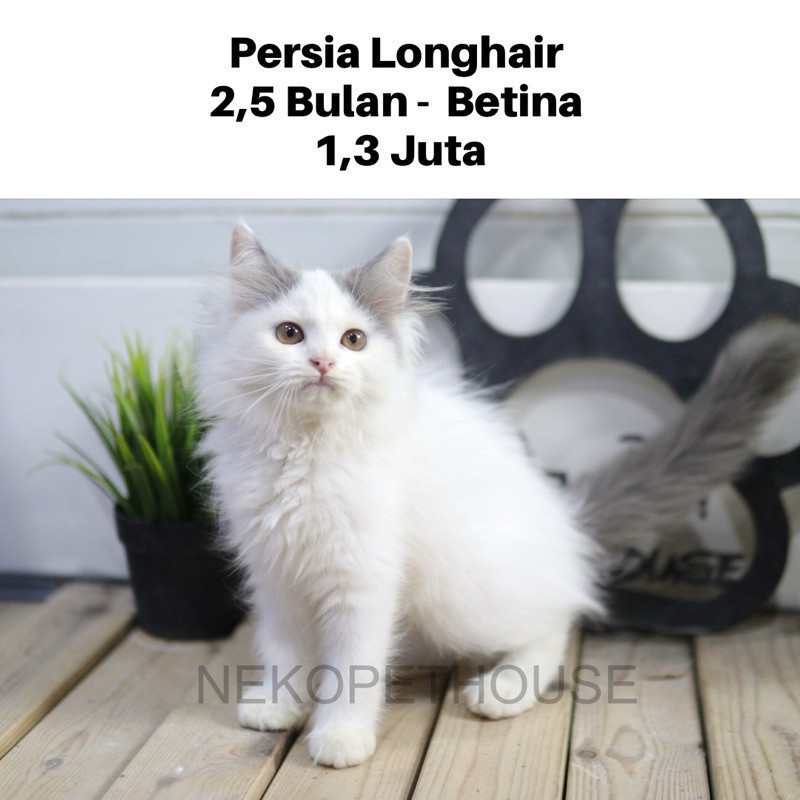 Persia Longhair Betina Kitten Anak Kucing