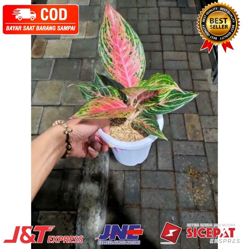 ( BISA BAYAR DI TEMPAT ) aglonema pink beauty// beauty aglonema pink