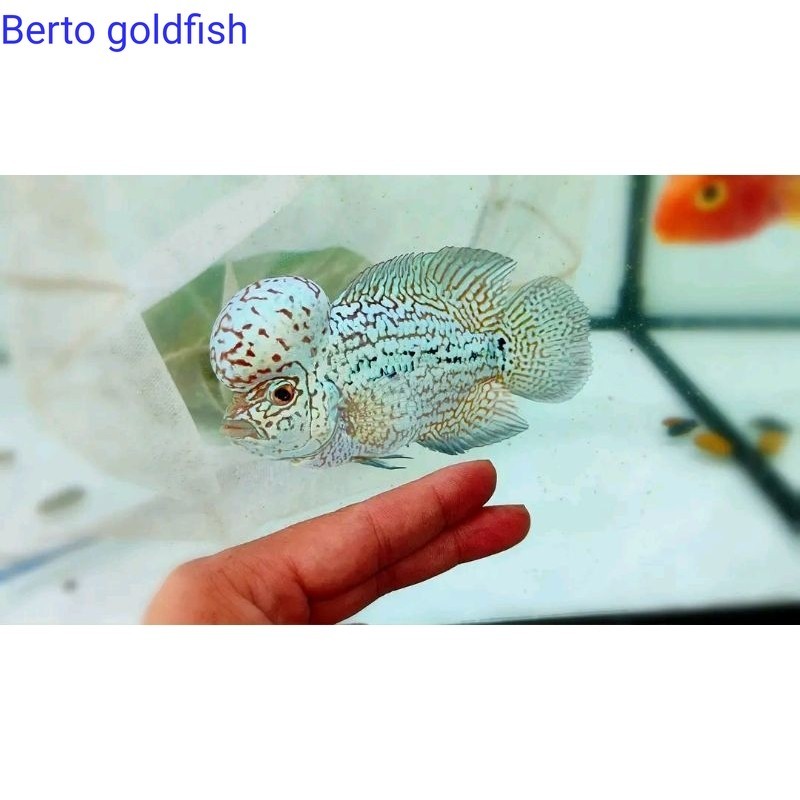 Hiyasan akuarium Burayak Louhan F2White Mutiara Gen Ori Thailand