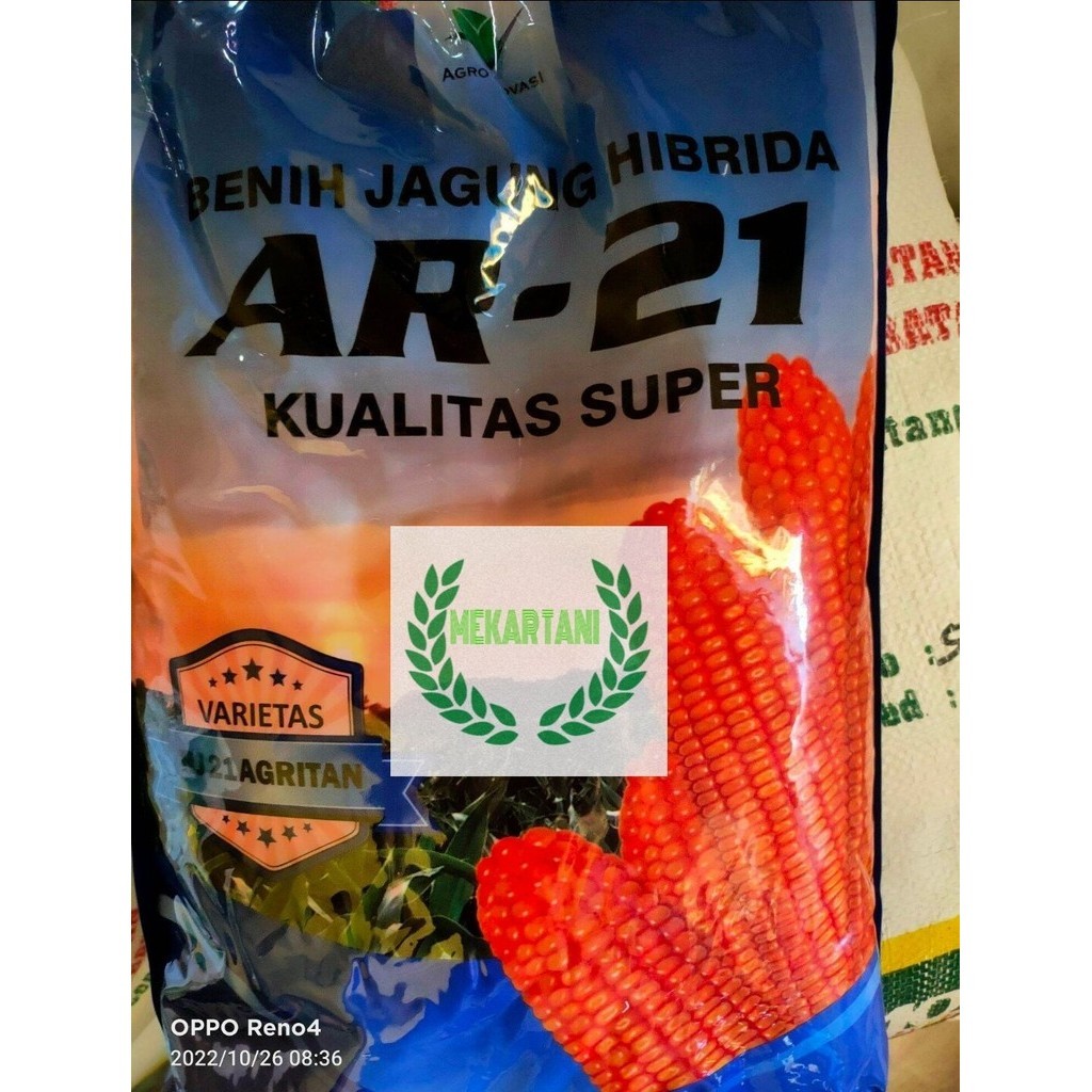 benih jagung hibrida AR-21 kemasan 5kg kualitas superrr
