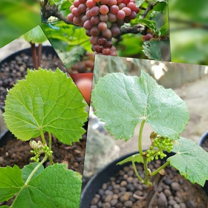 BIBIT TANAMAN BUAH ANGGUR BERBUNGA-BIBIT ANGGUR MERAH BERBUNGA ASLI