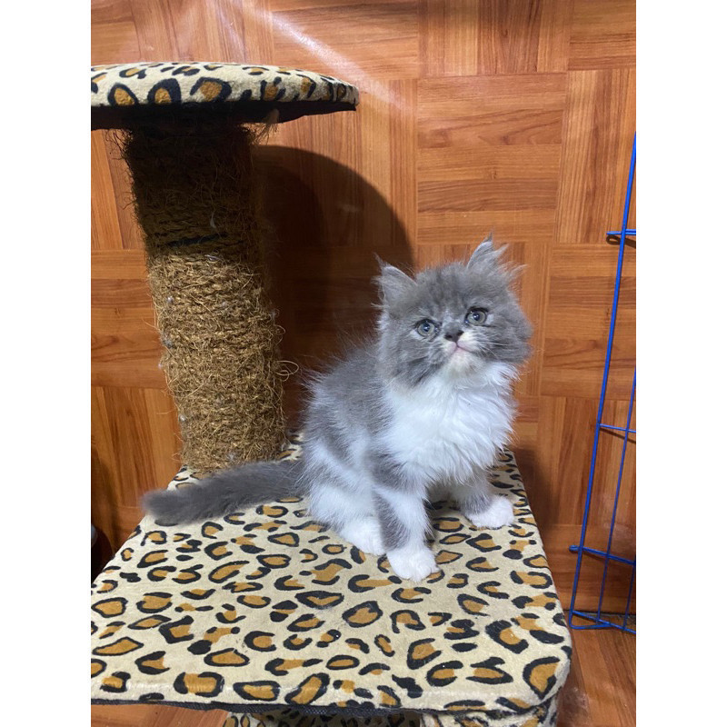 kucing persia abu