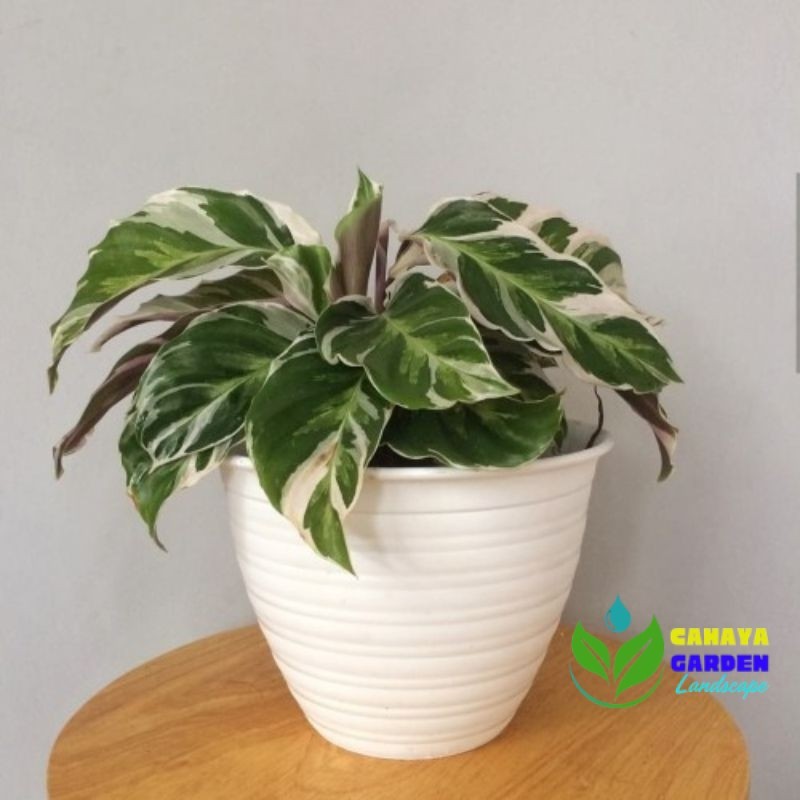 Tanaman hias hidup calathea Tissu include pot Tanaman Hias calathea white fusion sudah berikut pot d