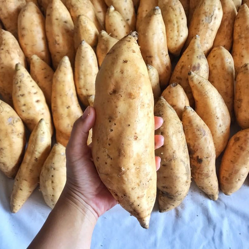 

Ubi Madu Cilembu Fresh 1 kg