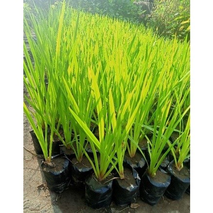 Tanaman Herbal Daun DLINGO - DRINGO - JERANGAU Tanaman Herbal Keluarga