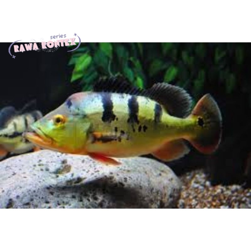 Pemanis akuarium Hiasan Akuarium Pbass Mono/ Peacock Bass Monoculus Size ±8CM cod