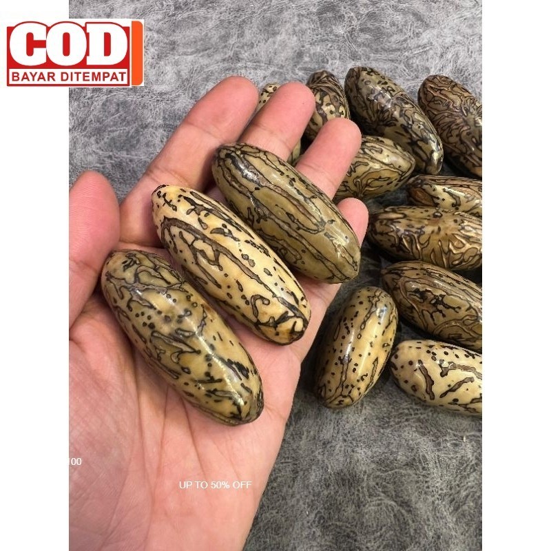 Biji Oud sholib Asli mesir