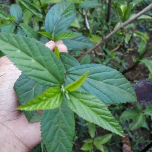 bibit tanaman sidaguri / sidagori / tanaman herbal