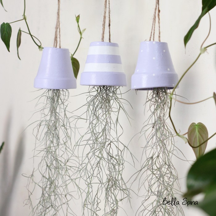 KL Tillandsia Airplant with Claypot TL08 isi 3pcs+pot gantung