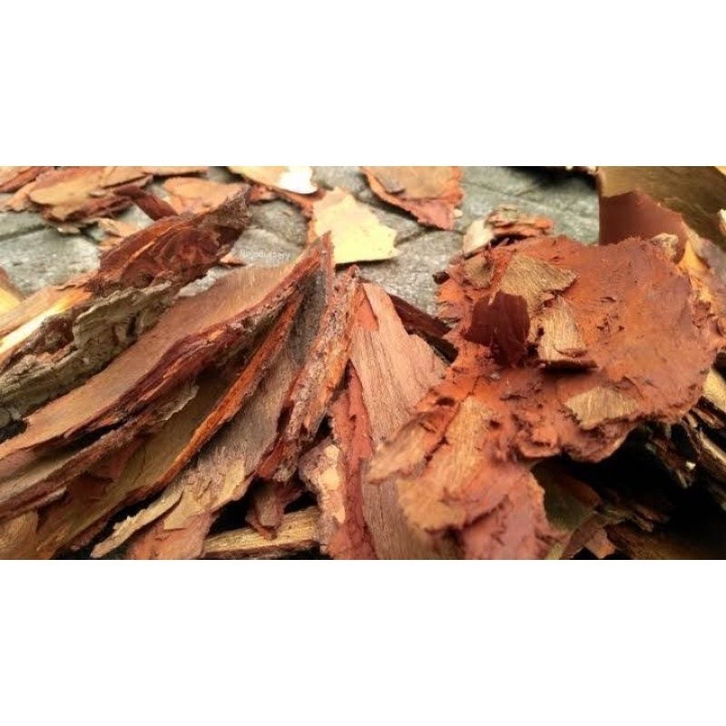

COD kulit mahoni per 500grm,untuk herbal,menurunkan tekanan darah tinggi Terlaris ready