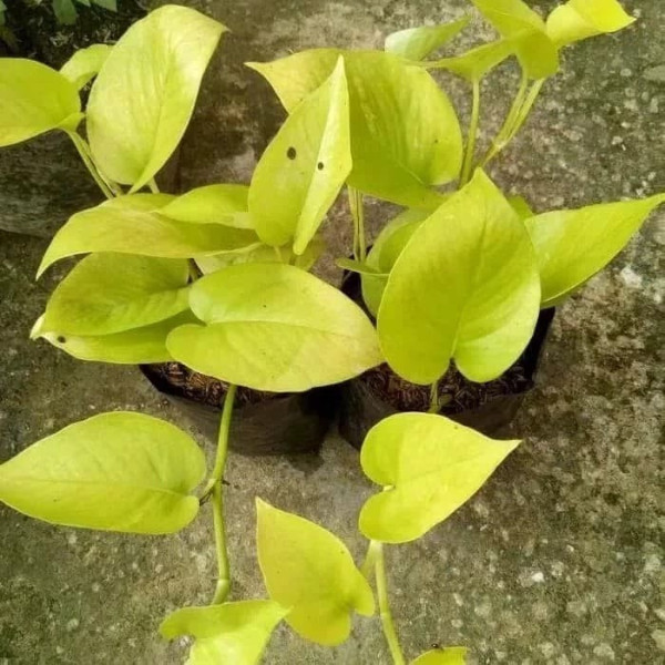 tanaman hias gantung sirih gading lemon bibit sirih gading lemon bibit srigading lemon bibit sirih g